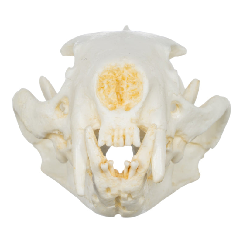 Replica Black-Footed Ferret Skull-TQ - Animal Skulls-Skulls Unlimited International, Inc.