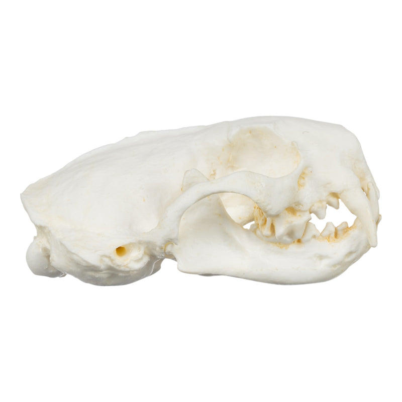 Replica Black-Footed Ferret Skull-TQ - Animal Skulls-Skulls Unlimited International, Inc.