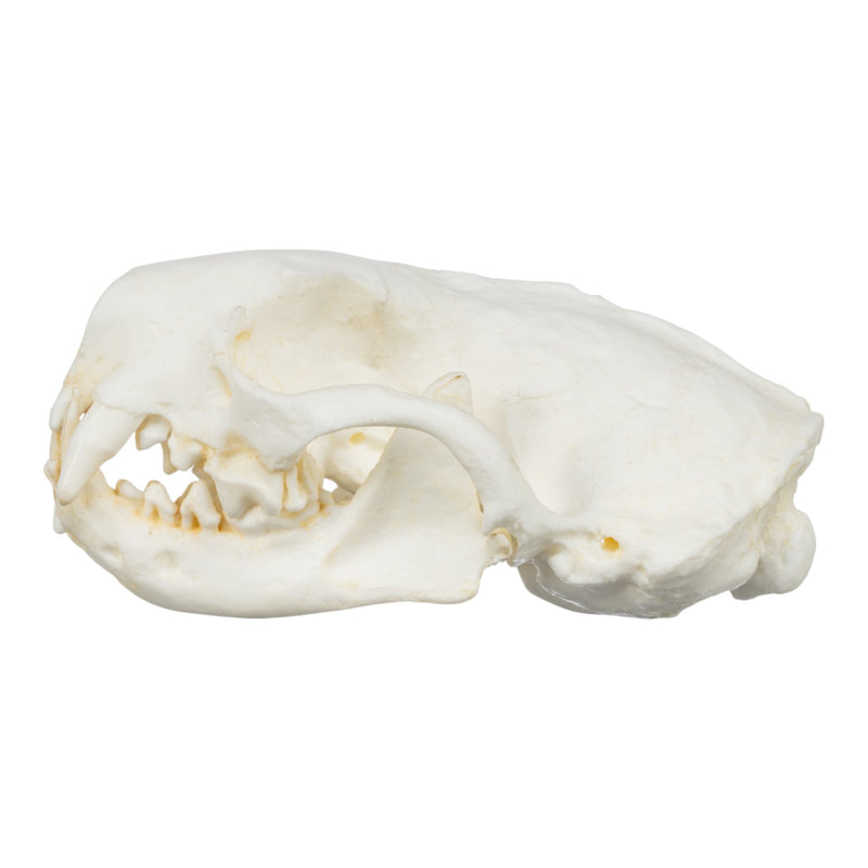Replica Black-Footed Ferret Skull-TQ - Animal Skulls-Skulls Unlimited International, Inc.