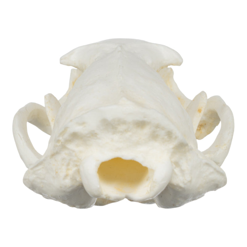 Replica Black-Footed Ferret Skull-TQ - Animal Skulls-Skulls Unlimited International, Inc.
