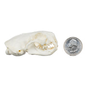 Replica Black-Footed Ferret Skull-TQ - Animal Skulls-Skulls Unlimited International, Inc.