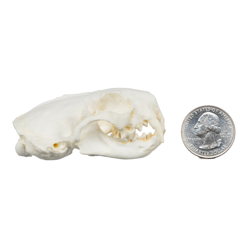 Replica Black-Footed Ferret Skull-TQ - Animal Skulls-Skulls Unlimited International, Inc.