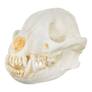 Replica Bush Dog Skull-TQ - Animal Skulls-Valley Anatomical Preparations-Skulls Unlimited International, Inc.