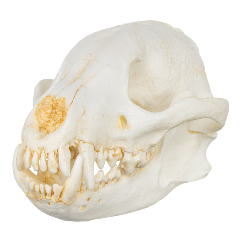 Replica Bush Dog Skull-TQ - Animal Skulls-Valley Anatomical Preparations-Skulls Unlimited International, Inc.