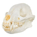 Replica Bush Dog Skull-TQ - Animal Skulls-Valley Anatomical Preparations-Skulls Unlimited International, Inc.