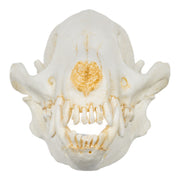 Replica Bush Dog Skull-TQ - Animal Skulls-Valley Anatomical Preparations-Skulls Unlimited International, Inc.