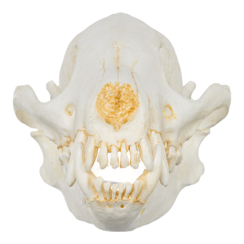 Replica Bush Dog Skull-TQ - Animal Skulls-Valley Anatomical Preparations-Skulls Unlimited International, Inc.