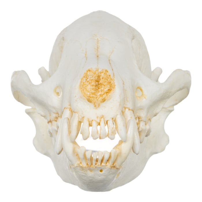 Replica Bush Dog Skull-TQ - Animal Skulls-Valley Anatomical Preparations-Skulls Unlimited International, Inc.