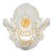 Replica Bush Dog Skull-TQ - Animal Skulls-Valley Anatomical Preparations-Skulls Unlimited International, Inc.