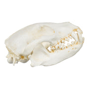 Replica Bush Dog Skull-TQ - Animal Skulls-Valley Anatomical Preparations-Skulls Unlimited International, Inc.