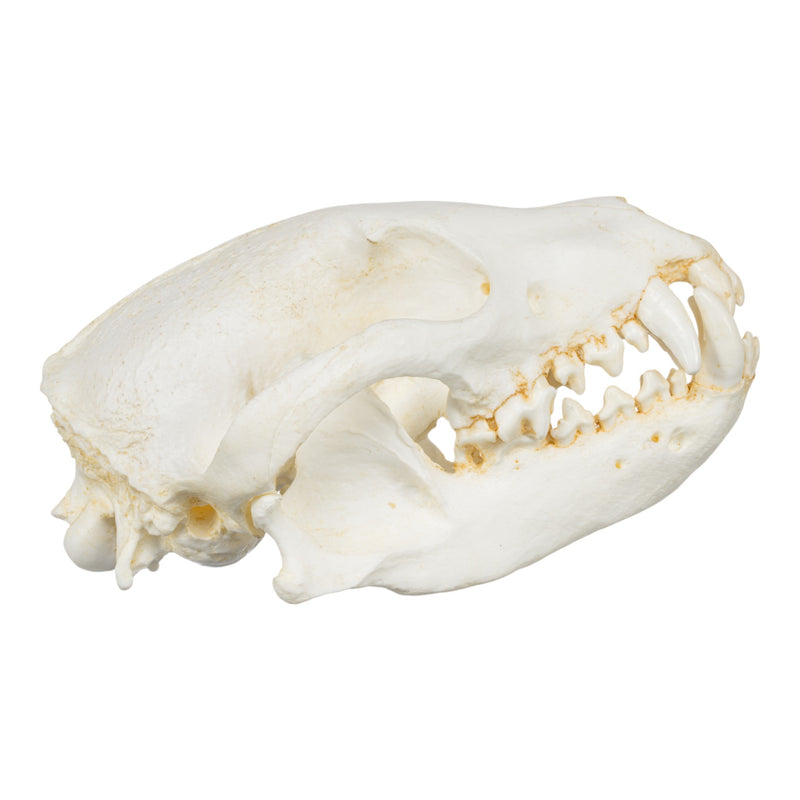 Replica Bush Dog Skull-TQ - Animal Skulls-Valley Anatomical Preparations-Skulls Unlimited International, Inc.