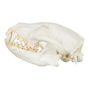Replica Bush Dog Skull-TQ - Animal Skulls-Valley Anatomical Preparations-Skulls Unlimited International, Inc.