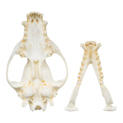 Replica Bush Dog Skull-TQ - Animal Skulls-Valley Anatomical Preparations-Skulls Unlimited International, Inc.