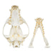 Replica Bush Dog Skull-TQ - Animal Skulls-Valley Anatomical Preparations-Skulls Unlimited International, Inc.