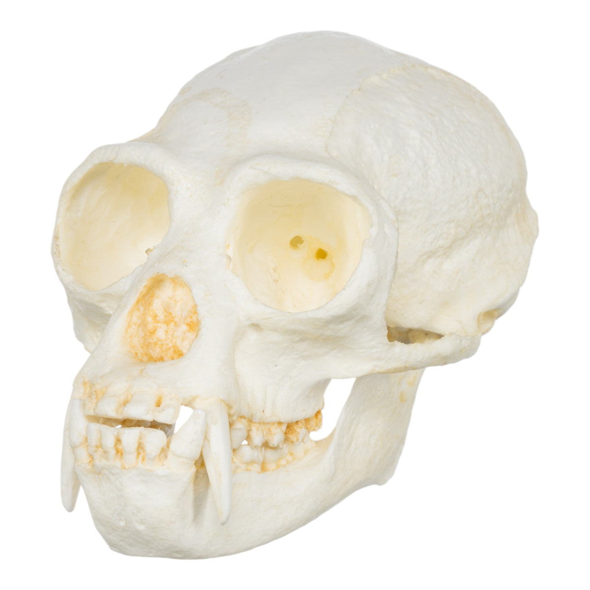 Replica White-handed Gibbon Skull For Sale — Skulls Unlimited