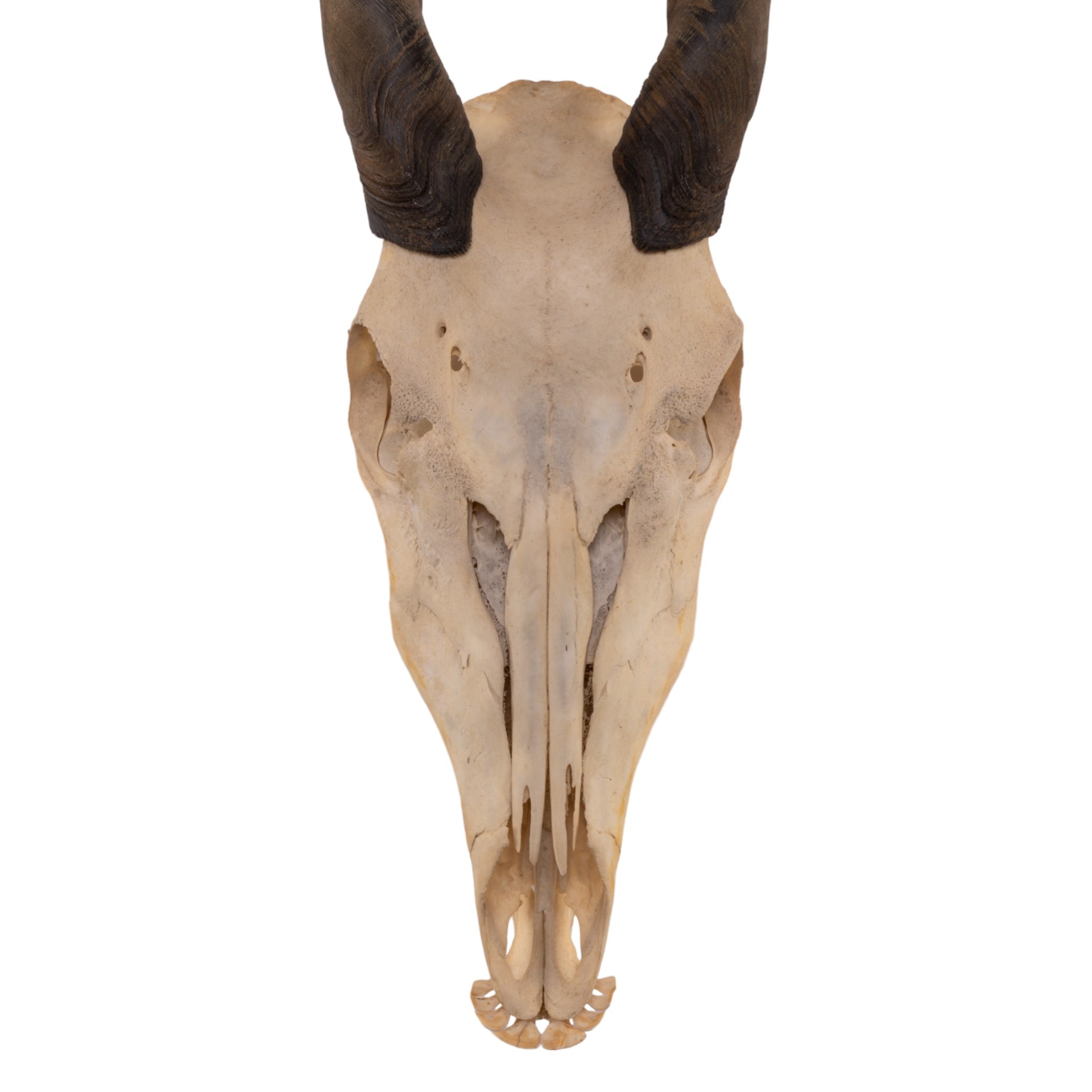 Real Female Eland Skull with Jaw for Sale — Skulls Unlimited