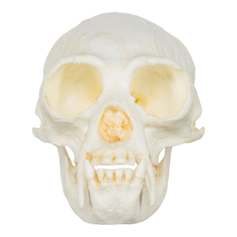 Replica White-handed Gibbon Skull-TQ - Animal Skulls-Valley Anatomical Preparations-Skulls Unlimited International, Inc.