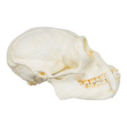 Replica White-handed Gibbon Skull-TQ - Animal Skulls-Valley Anatomical Preparations-Skulls Unlimited International, Inc.