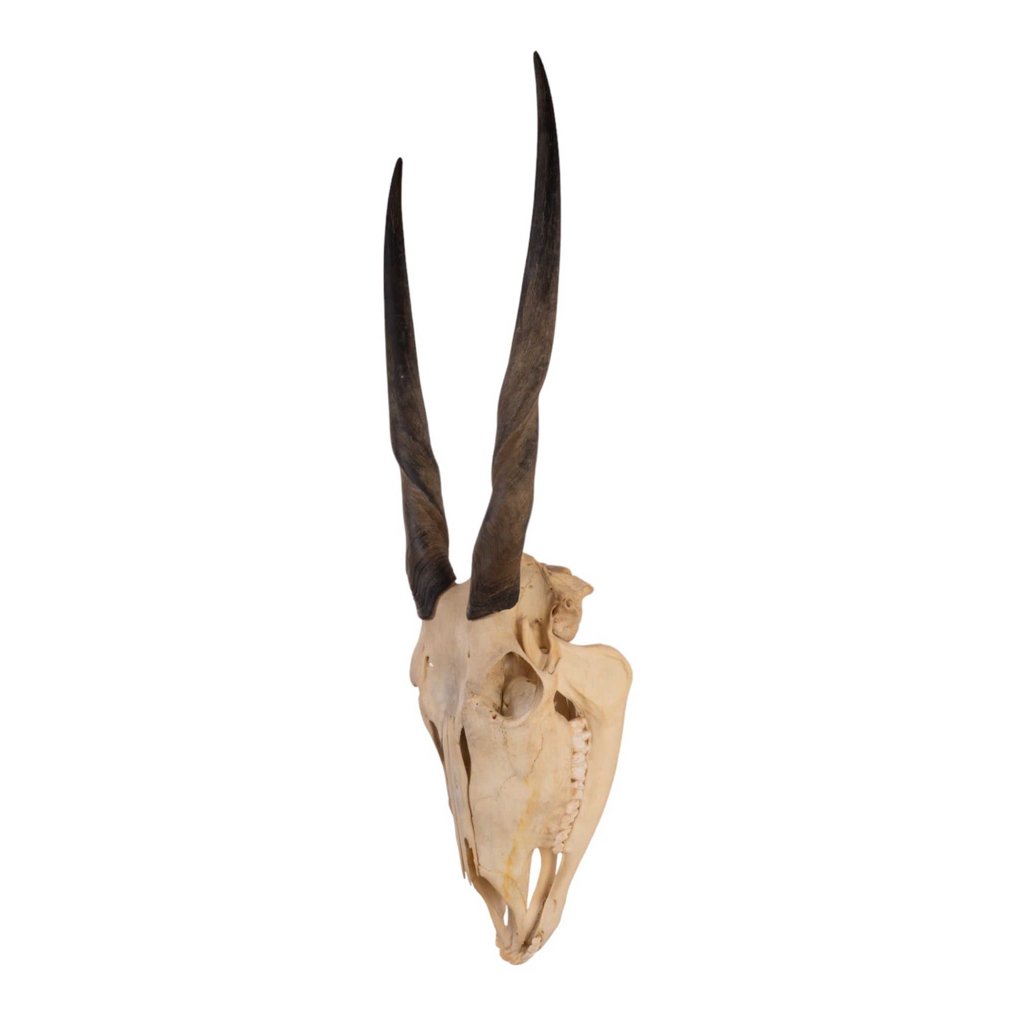 Real Female Eland Skull with Jaw for Sale — Skulls Unlimited