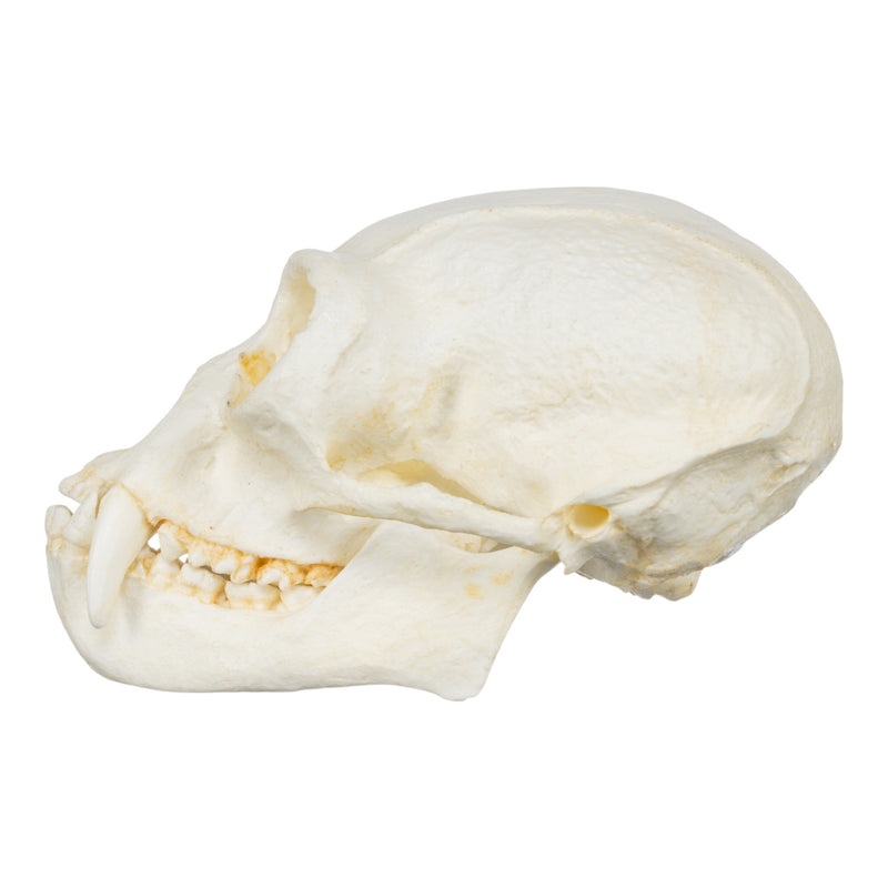 Replica White-handed Gibbon Skull-TQ - Animal Skulls-Valley Anatomical Preparations-Skulls Unlimited International, Inc.