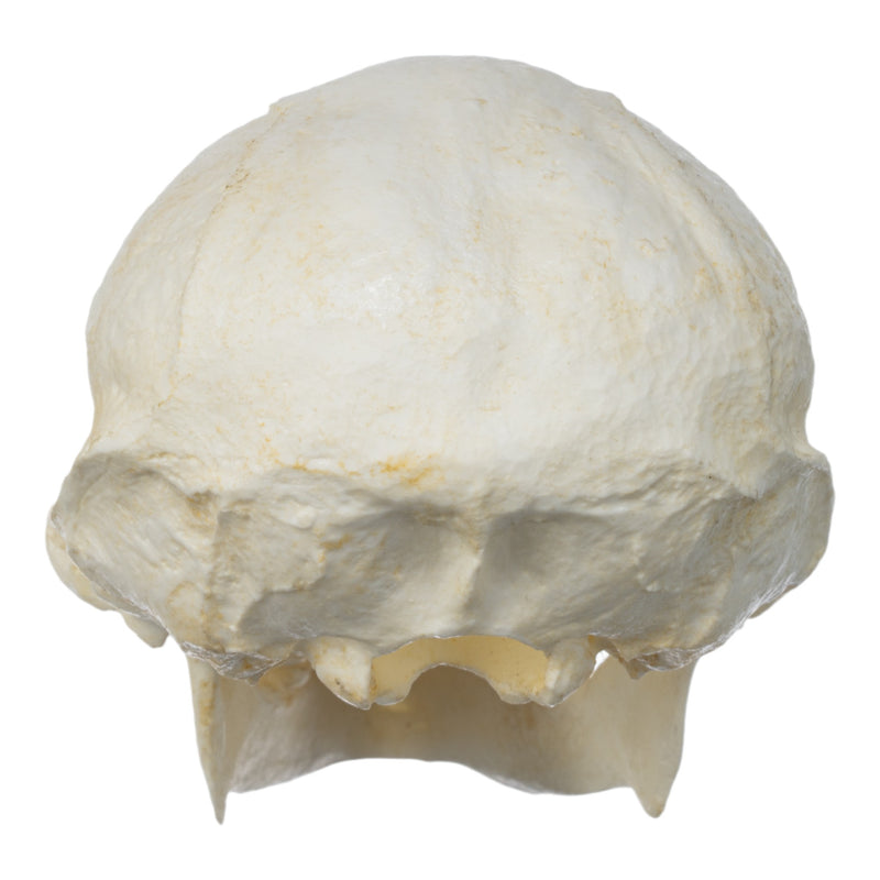 Replica White-handed Gibbon Skull-TQ - Animal Skulls-Valley Anatomical Preparations-Skulls Unlimited International, Inc.