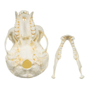 Replica White-handed Gibbon Skull-TQ - Animal Skulls-Valley Anatomical Preparations-Skulls Unlimited International, Inc.