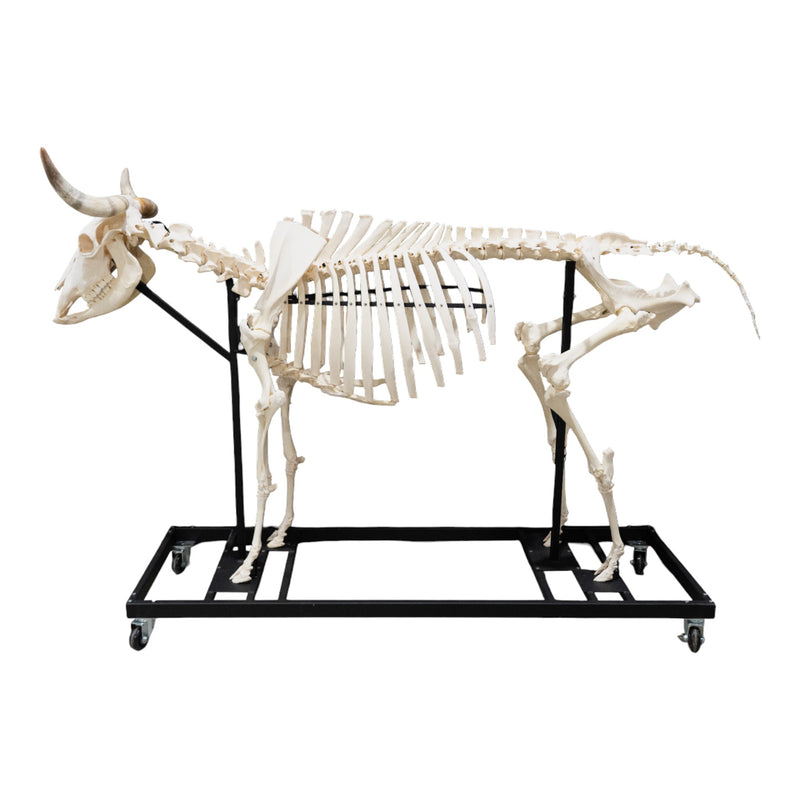 Real Domestic Cow Skeleton - Articulated