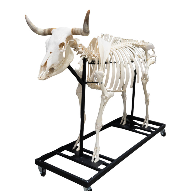 Real Domestic Cow Skeleton - Articulated