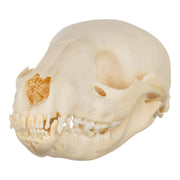 Real Raccoon Skull - Adolescent-SUI - One of a Kind-Skulls Unlimited International, Inc.