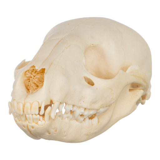 Real Raccoon Skull - Adolescent-SUI - One of a Kind-Skulls Unlimited International, Inc.