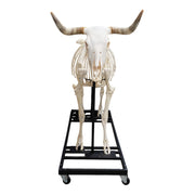 Real Domestic Cow Skeleton - Articulated