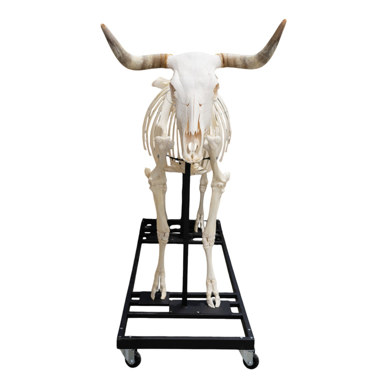 Real Domestic Cow Skeleton - Articulated