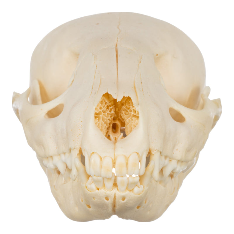 Real Raccoon Skull - Adolescent-SUI - One of a Kind-Skulls Unlimited International, Inc.