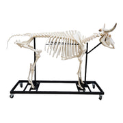 Real Domestic Cow Skeleton - Articulated