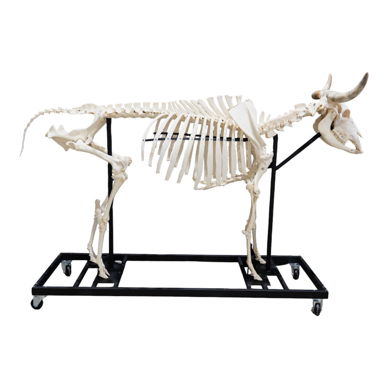 Real Domestic Cow Skeleton - Articulated