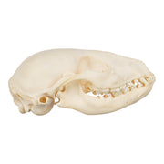 Real Raccoon Skull - Adolescent-SUI - One of a Kind-Skulls Unlimited International, Inc.