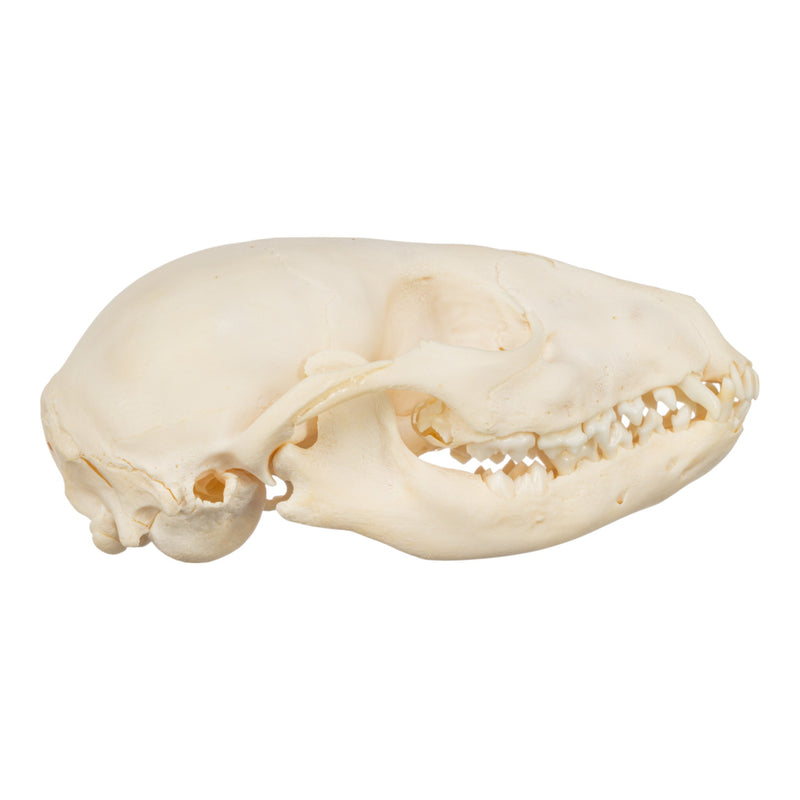 Real Raccoon Skull - Adolescent-SUI - One of a Kind-Skulls Unlimited International, Inc.