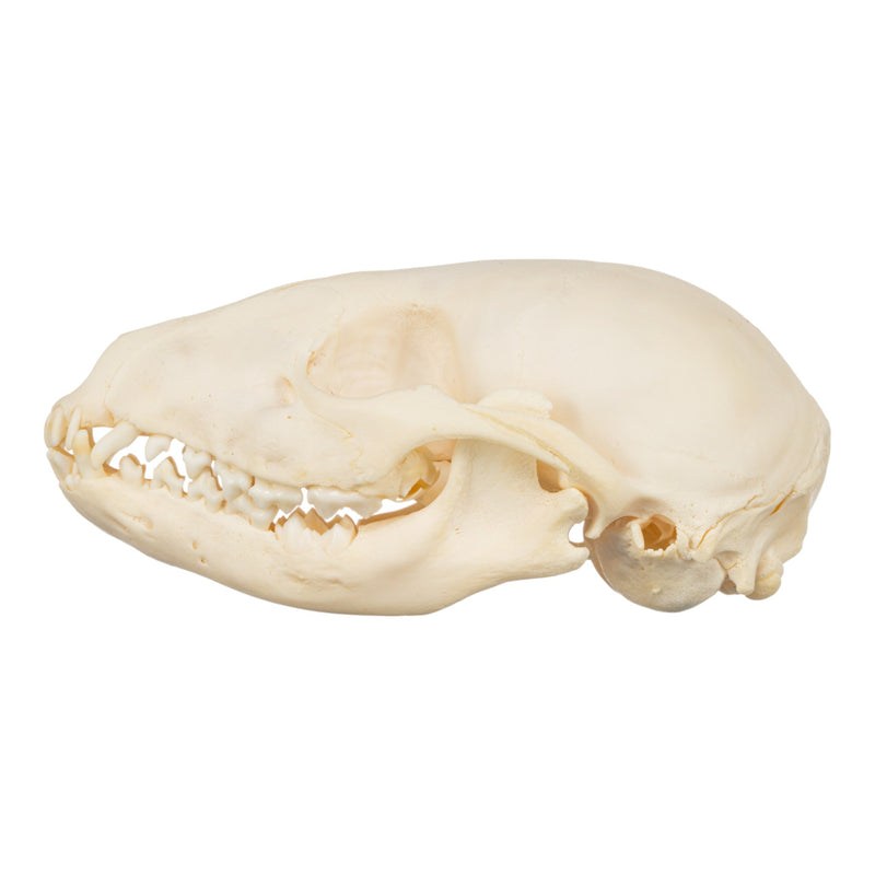 Real Raccoon Skull - Adolescent-SUI - One of a Kind-Skulls Unlimited International, Inc.