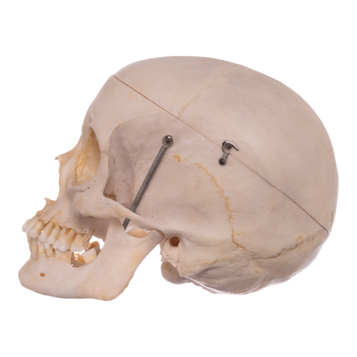Real Human Skull