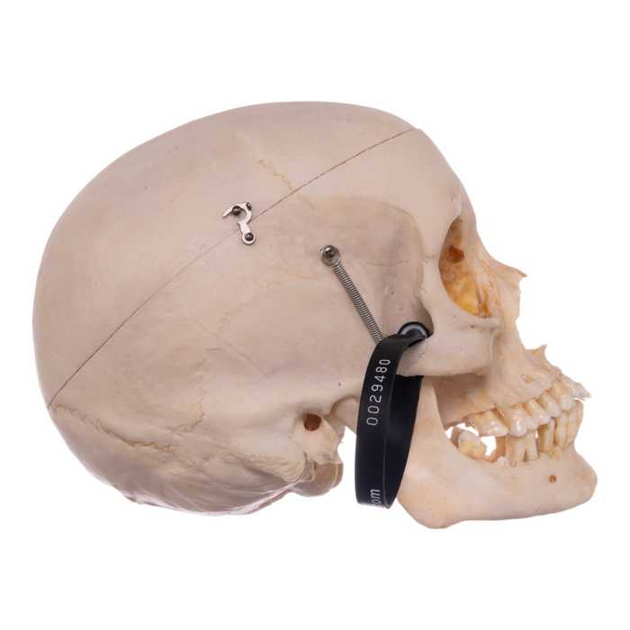 Real Human Skull