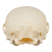 Real Raccoon Skull - Adolescent-SUI - One of a Kind-Skulls Unlimited International, Inc.