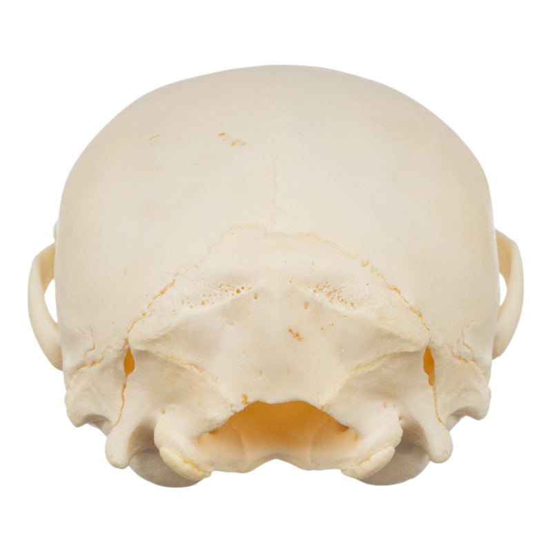 Real Raccoon Skull - Adolescent-SUI - One of a Kind-Skulls Unlimited International, Inc.