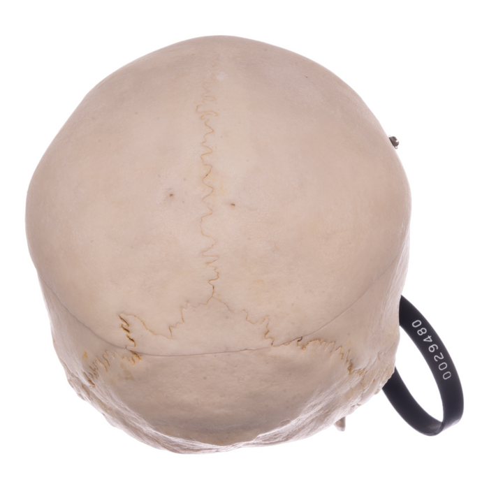 Real Human Skull