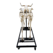 Real Domestic Cow Skeleton - Articulated