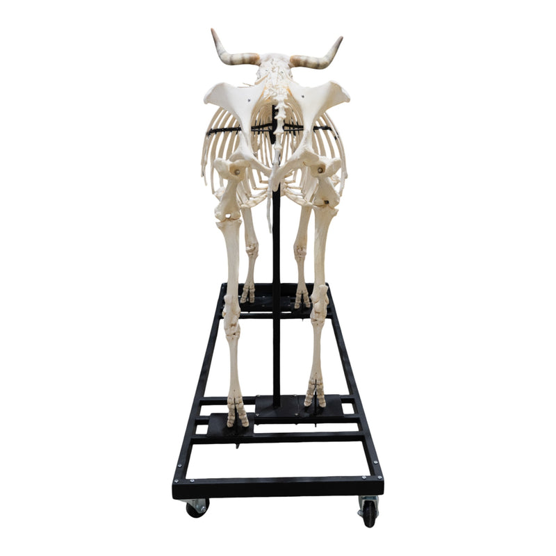 Real Domestic Cow Skeleton - Articulated
