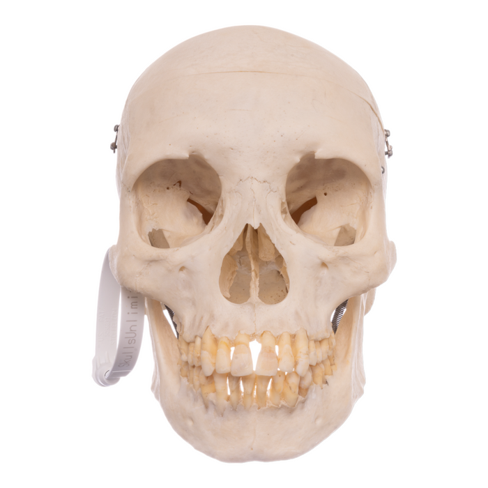 Real Human Skull