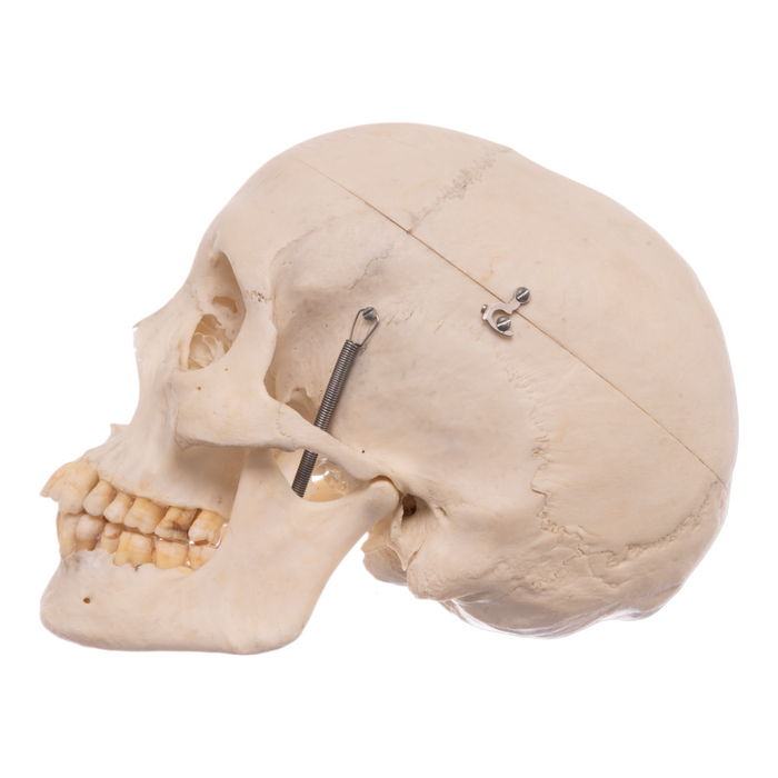 Real Human Skull