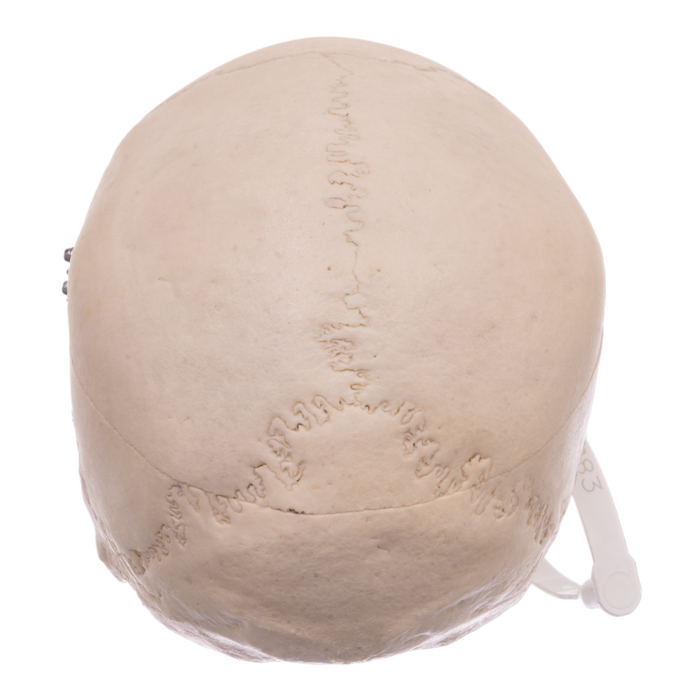 Real Human Skull
