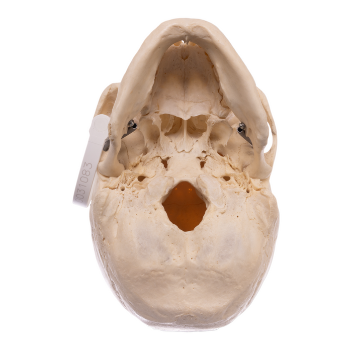 Skull Rreal Real Human Skull Front