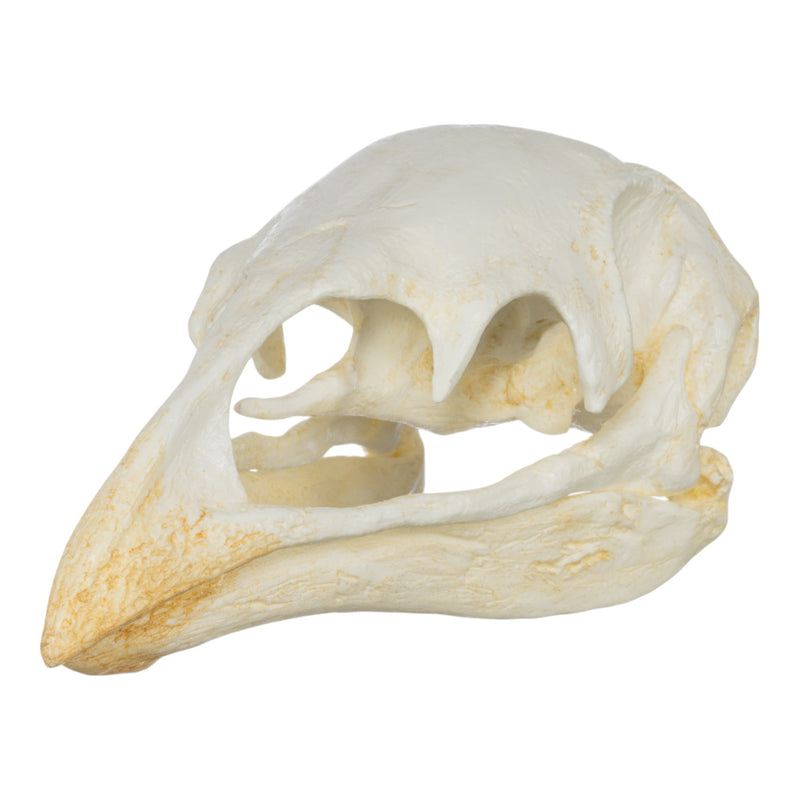 Replica Moa Skull